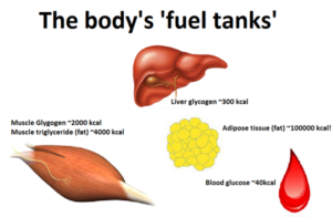 Carbon, Fasting, and Glycogen – A Waist of Time